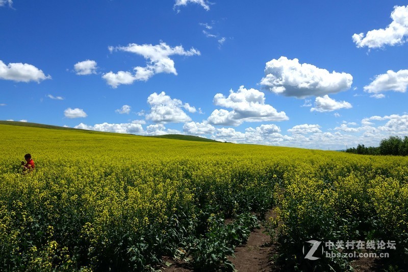 牙克石2018油菜花节