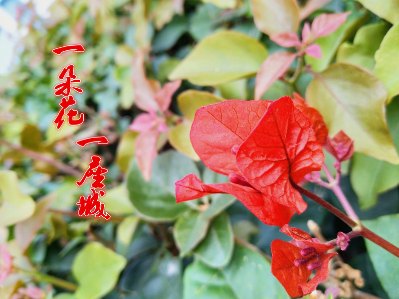 #柔光照亮跨年夜vivo X9十城跨年试用#一朵花，一座城！VIVO带我游厦门！