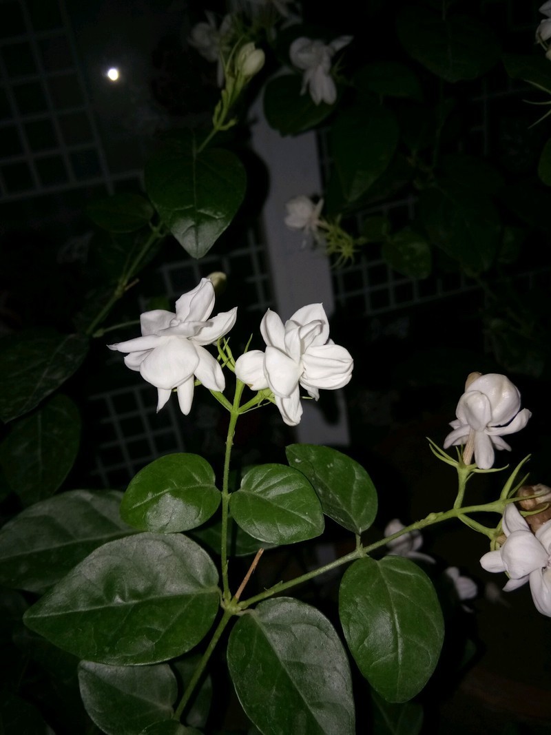 茉莉