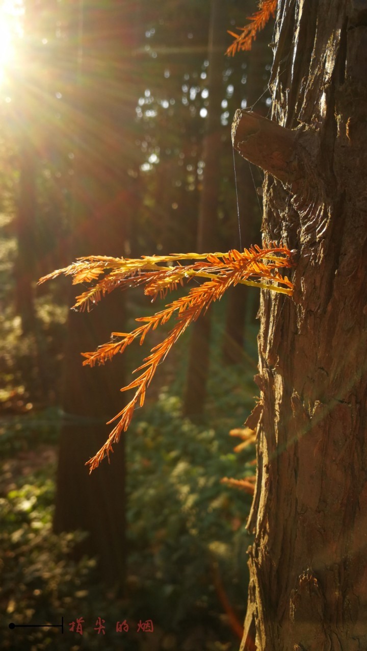 阳光普照（手机拍摄）