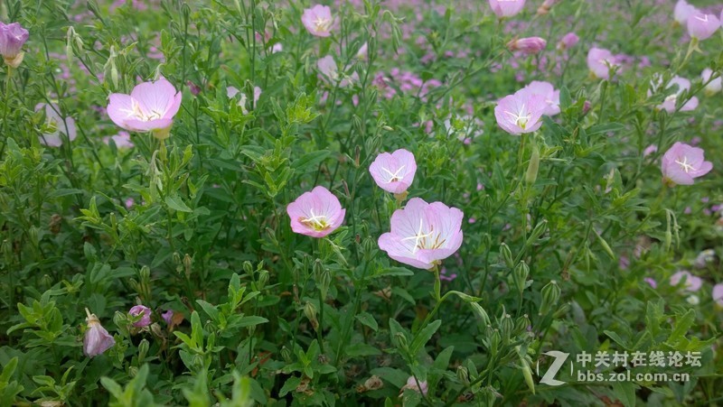 诺基亚1020，2013年的手机！！！