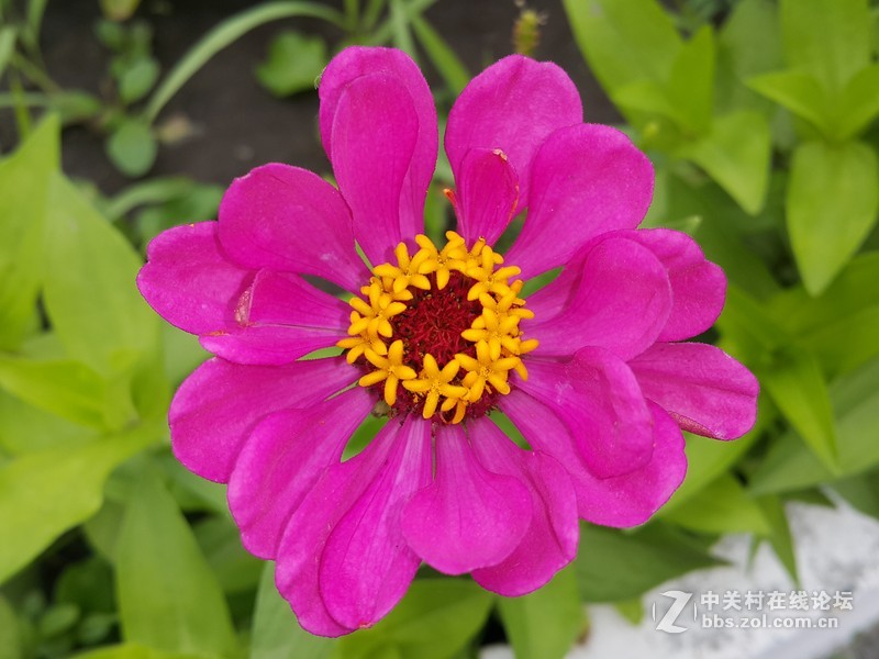 星空体育平台NOTE4 N910h 那些花朵（六）