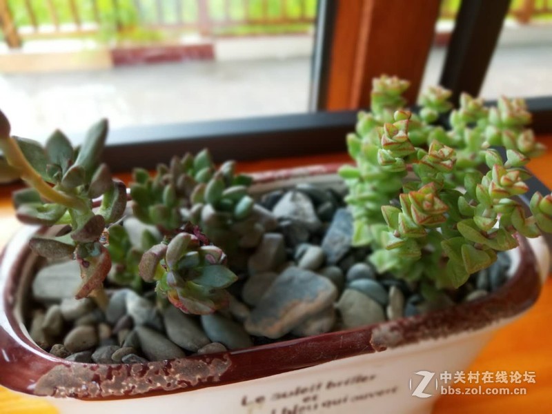 刚入手S10 试拍几张图片