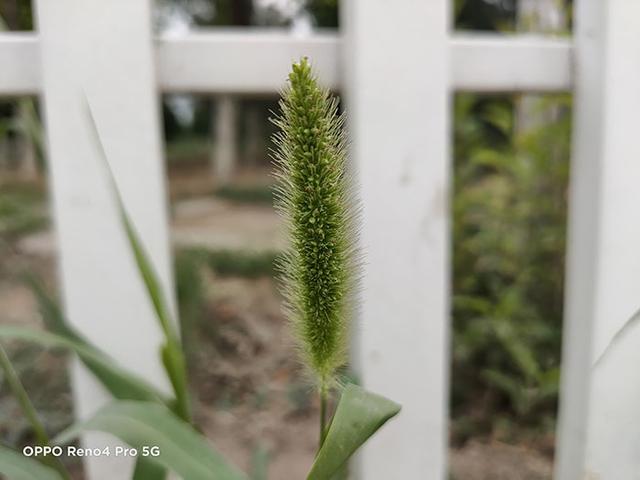 不止轻薄与高颜值，10天深度使用，OPPO Reno4 Pro是否值得购买？