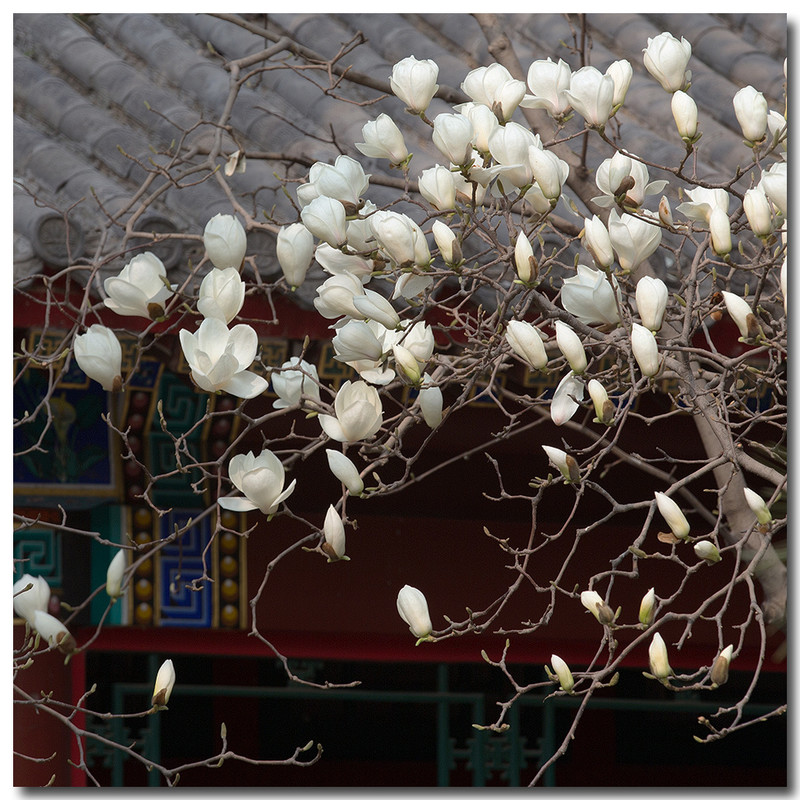 白玉兰（中山公园惠芳园）