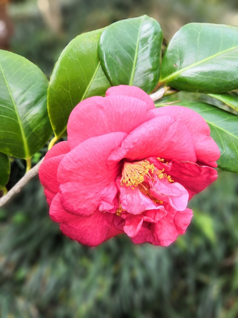 茶花一组与大家共享。多谢指点