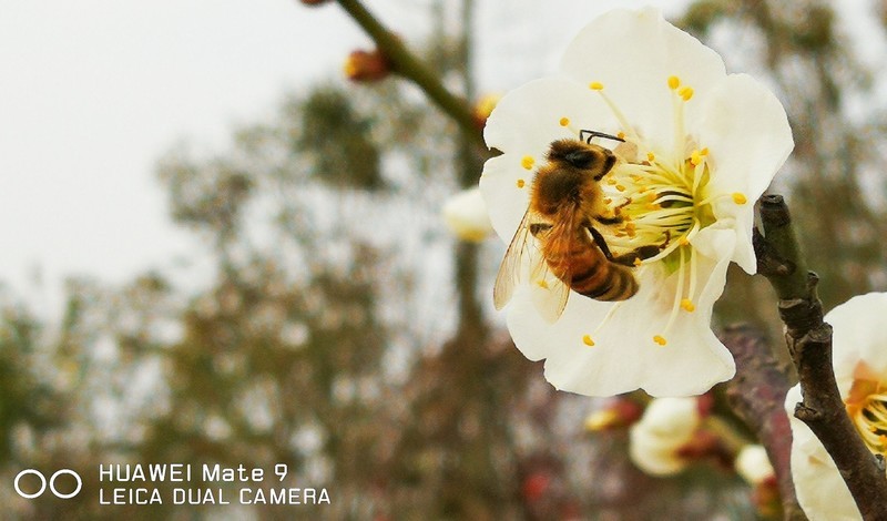 天屿湖 武汉的后花园