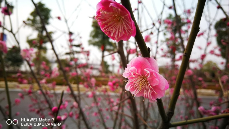 天屿湖 武汉的后花园