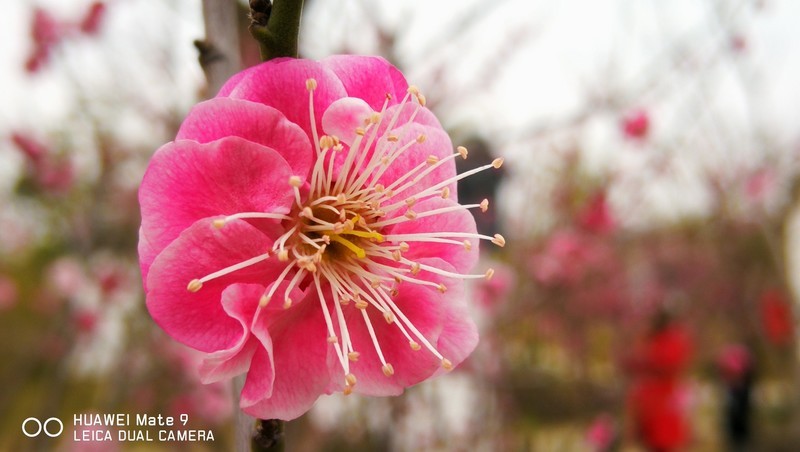 天屿湖 武汉的后花园
