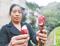 #每日话题# 2015小米压轴好戏上演！不堆配置！