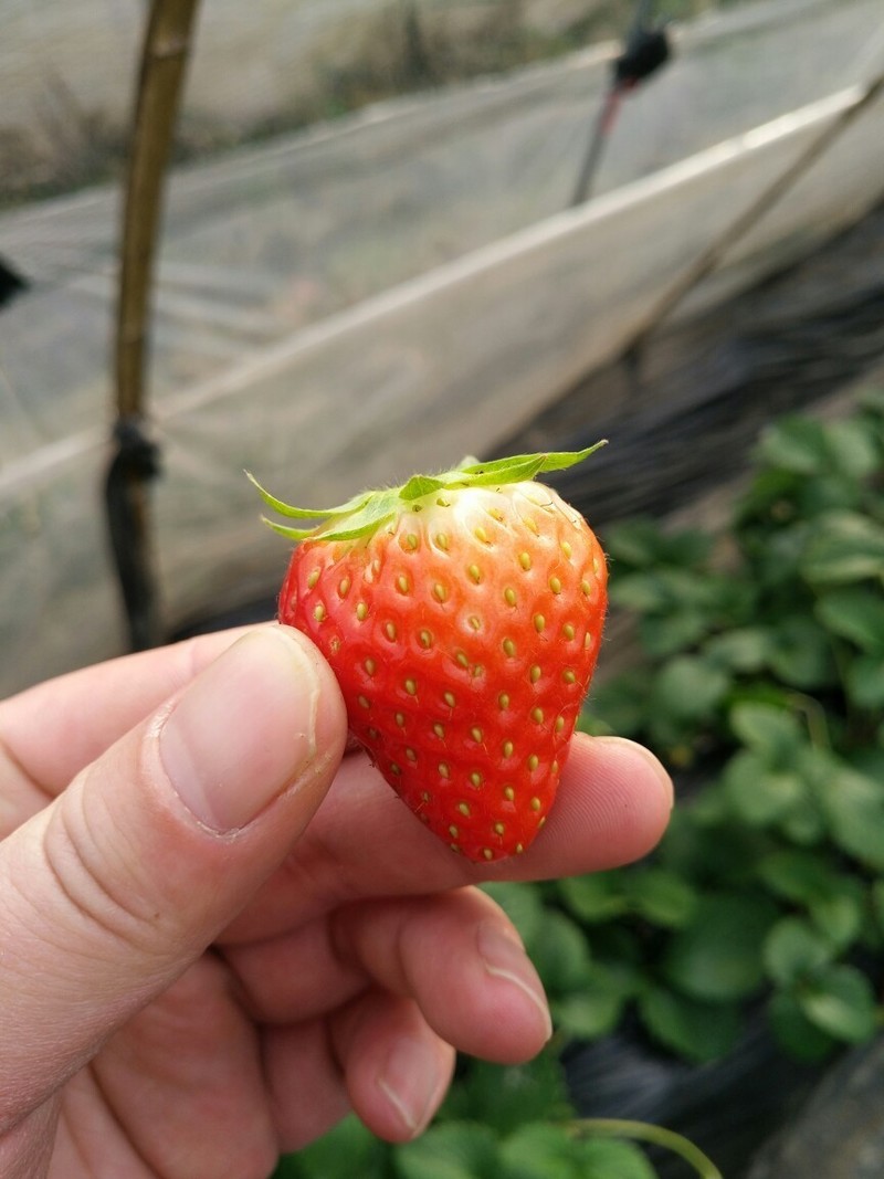 论拍照5依然强大！