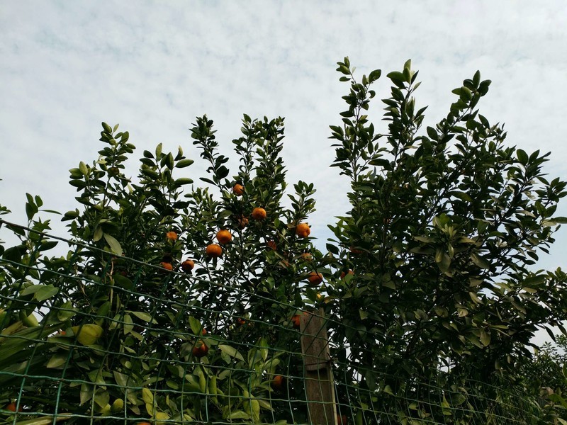 论拍照5依然强大！