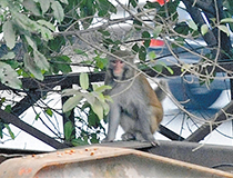 #每日话题# 2015小米压轴好戏上演！不堆配置！