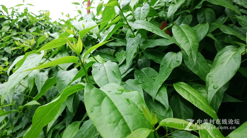 索尼Z3试拍