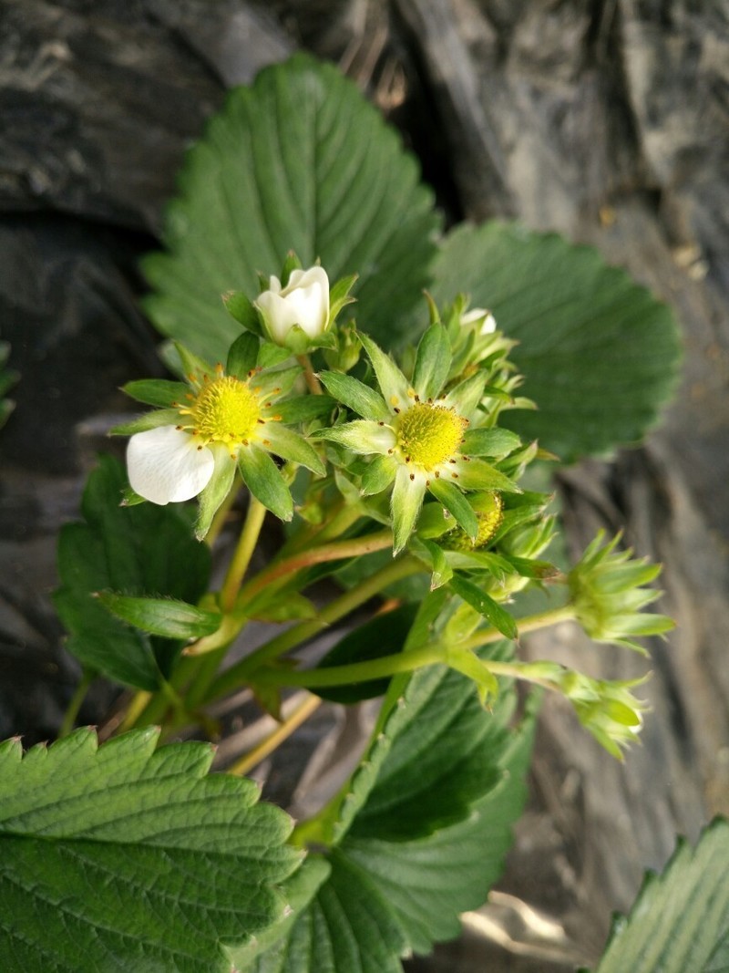 论拍照5依然强大！