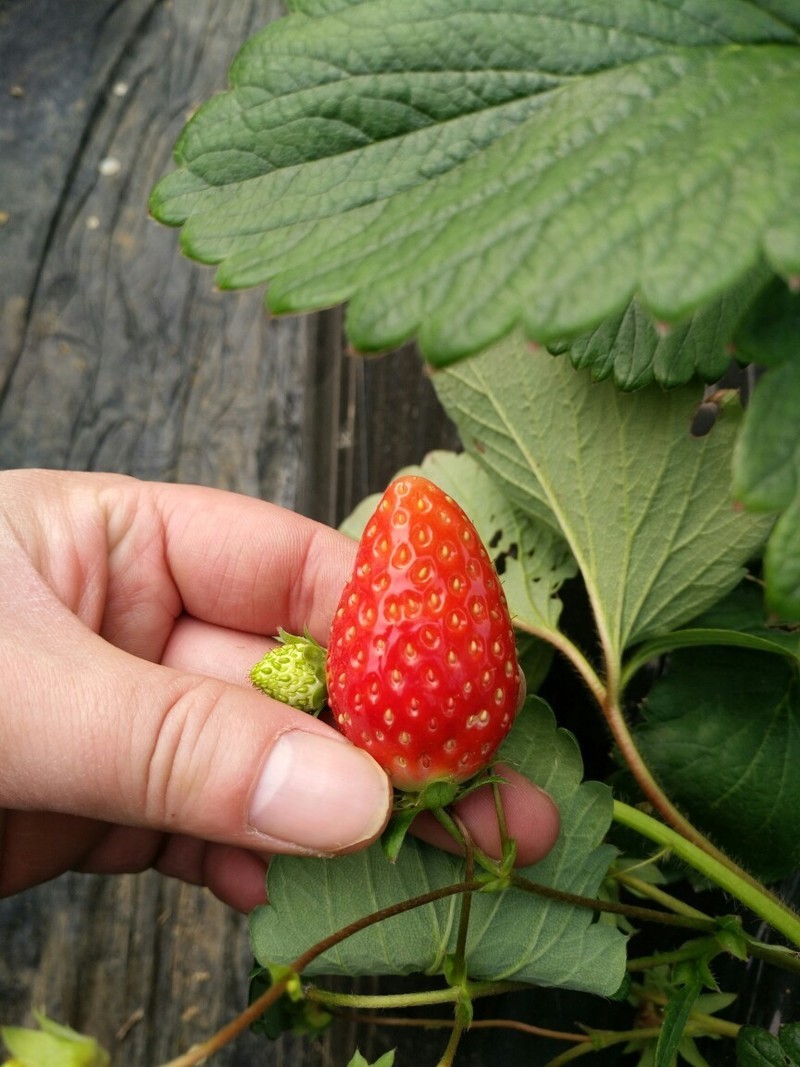 论拍照5依然强大！