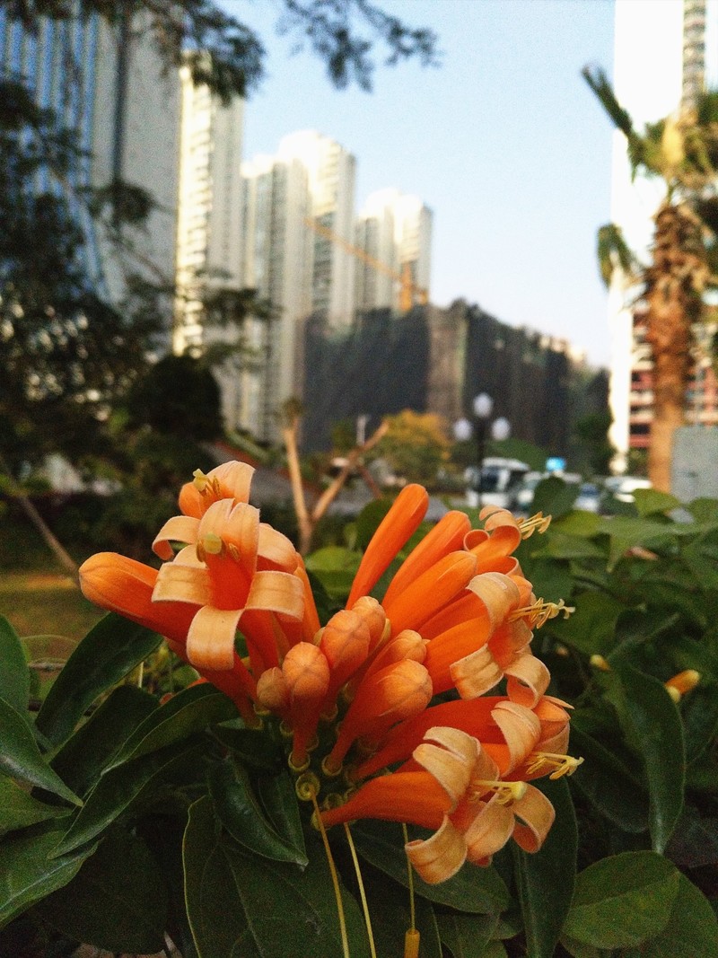 #柔光照亮跨年夜vivo X9十城跨年试用#拍照评测篇--美，无处不在！