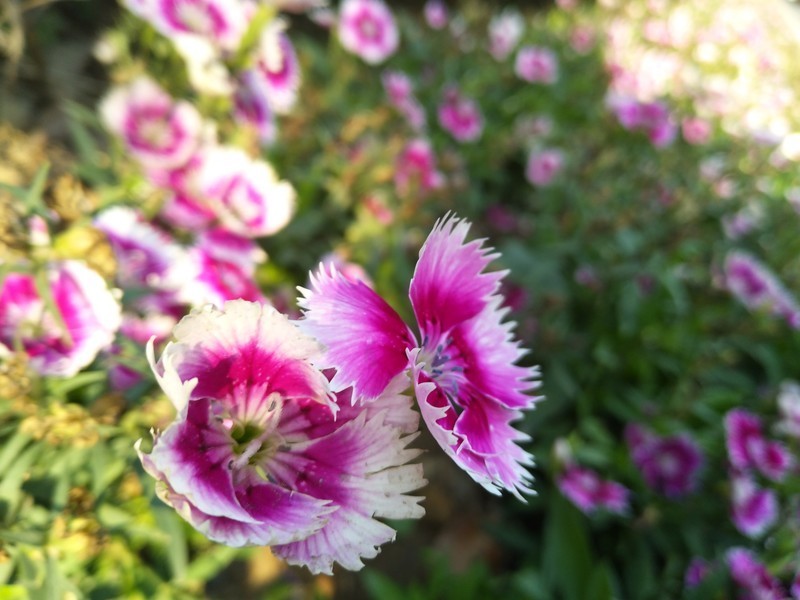 #柔光照亮跨年夜vivo X9十城跨年试用#拍照评测篇--美，无处不在！