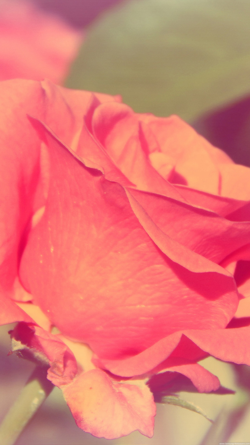 发一些唯美的1440*2560竖屏壁纸，可以打包下载