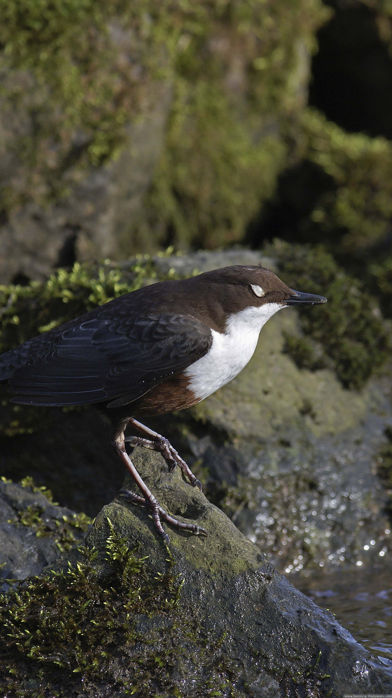 发一些唯美的1440*2560竖屏壁纸，可以打包下载