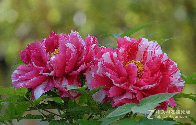 ＃那么爱眼，那么爱你＃——智慧爱眼型显示器，养眼，更爱眼！（视频）