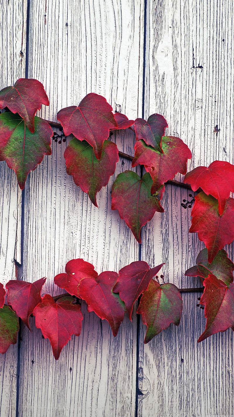 发一些唯美的1440*2560竖屏壁纸，可以打包下载