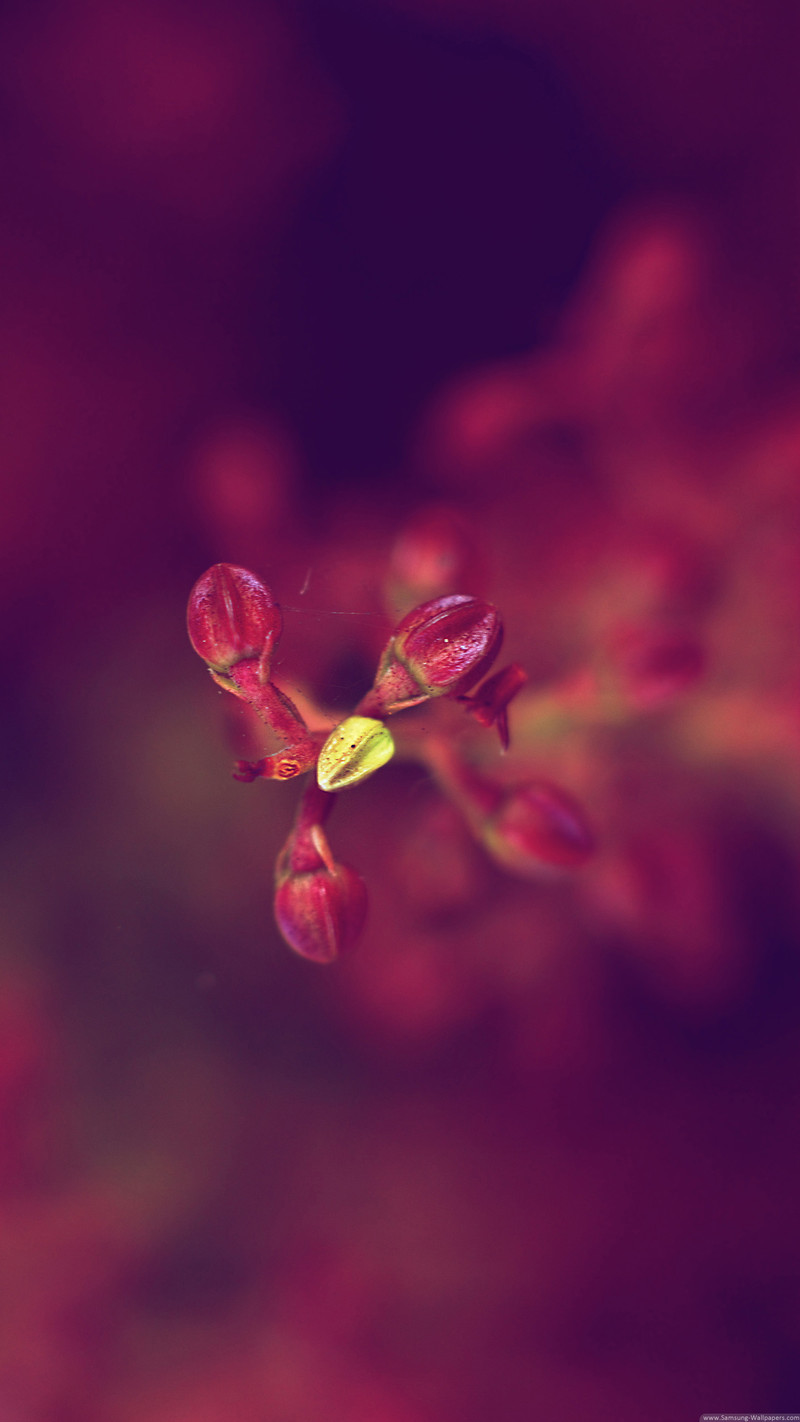 发一些唯美的1440*2560竖屏壁纸，可以打包下载