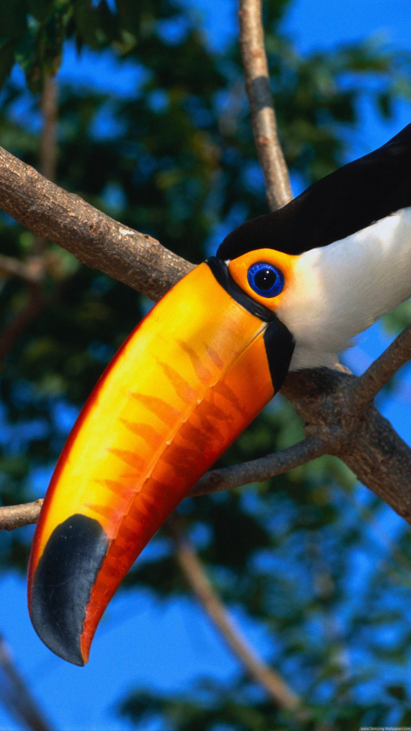 发一些唯美的1440*2560竖屏壁纸，可以打包下载