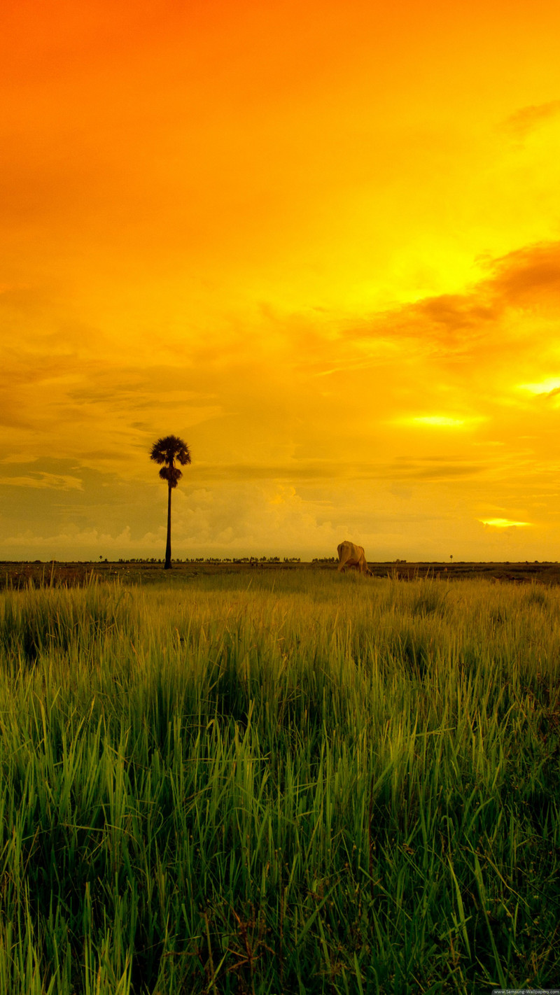 发一些唯美的1440*2560竖屏壁纸，可以打包下载