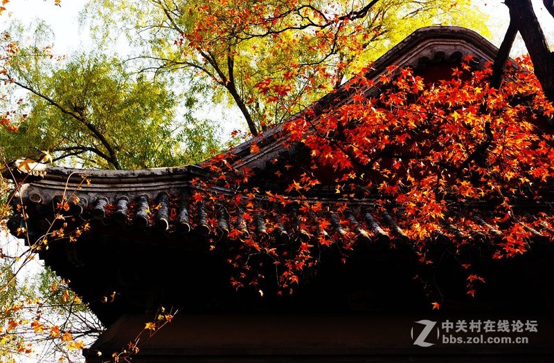 #白塔影集#【晚秋】