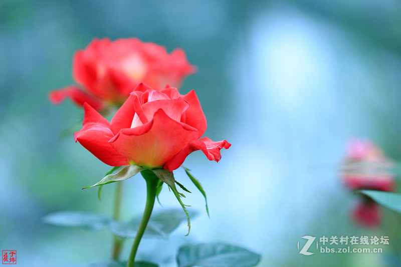 新百微习照 请各位摄友指点