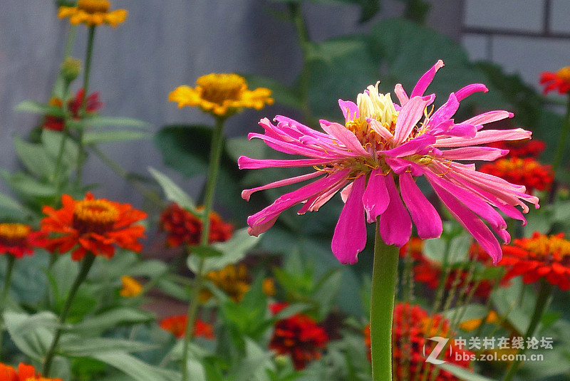菊花