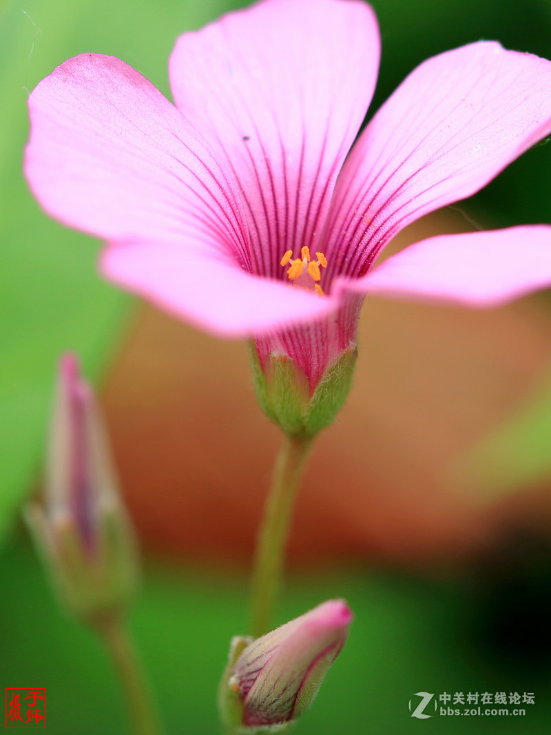 新百微习照 请各位摄友指点