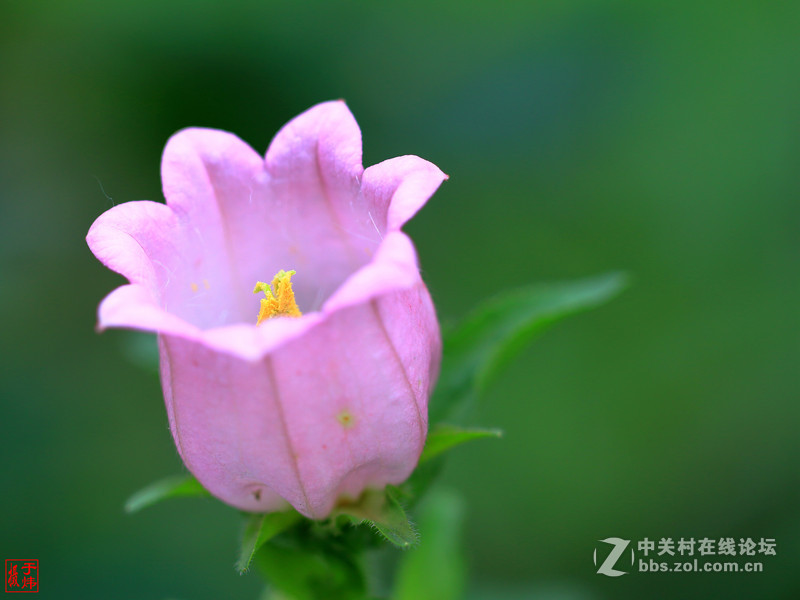 新百微习照 请各位摄友指点