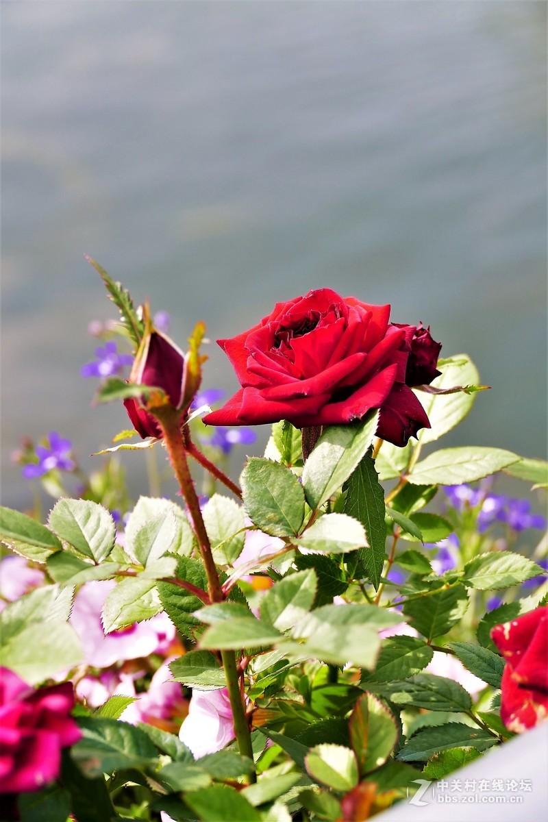 点缀春色 争芳斗妍（2017上海辰山植物园国际月季花展之一）