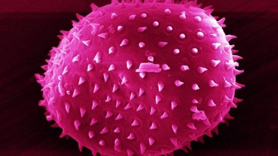 室内尘埃含约9000种微生物：绝大多数对健康无害