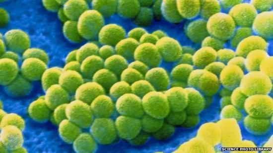 室内尘埃含约9000种微生物：绝大多数对健康无害