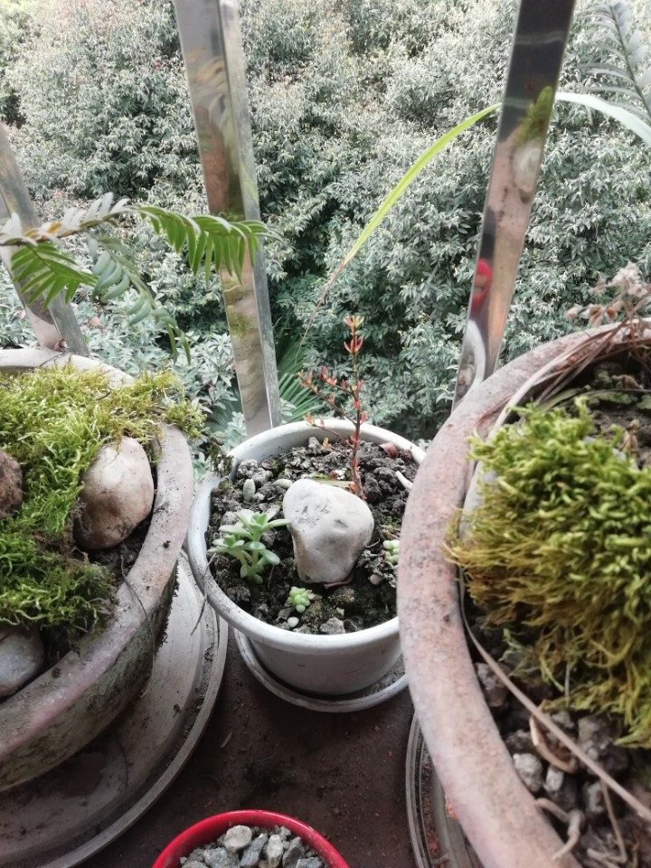 枝发萌芽，春天的气息扑面而来。