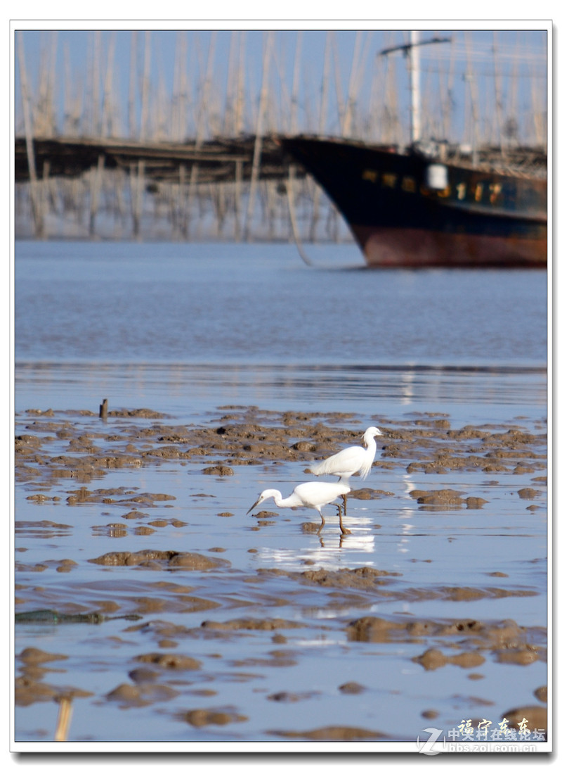 春节随拍一组：海边白鹭（福建霞浦）