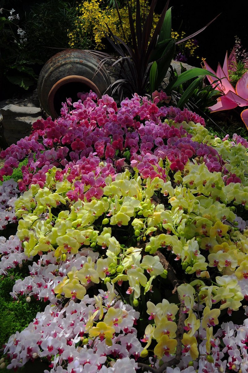 2016年上海辰山植物园兰花展2