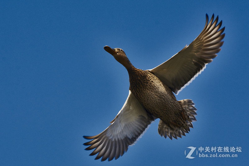 北京动物园水禽区的小鸟们