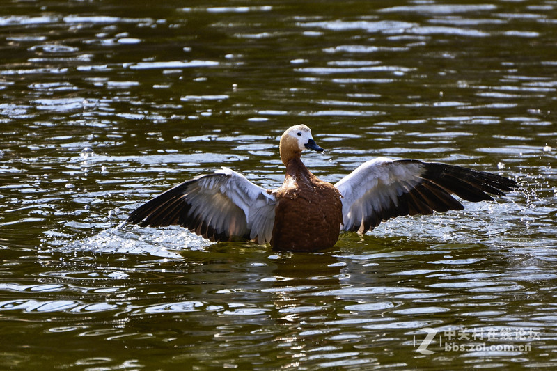 北京动物园水禽区的小鸟们