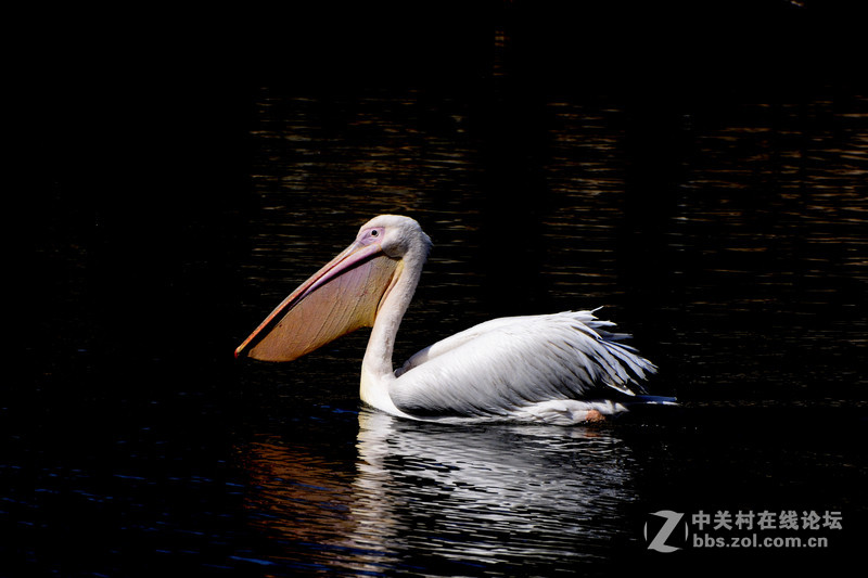 北京动物园水禽区的小鸟们