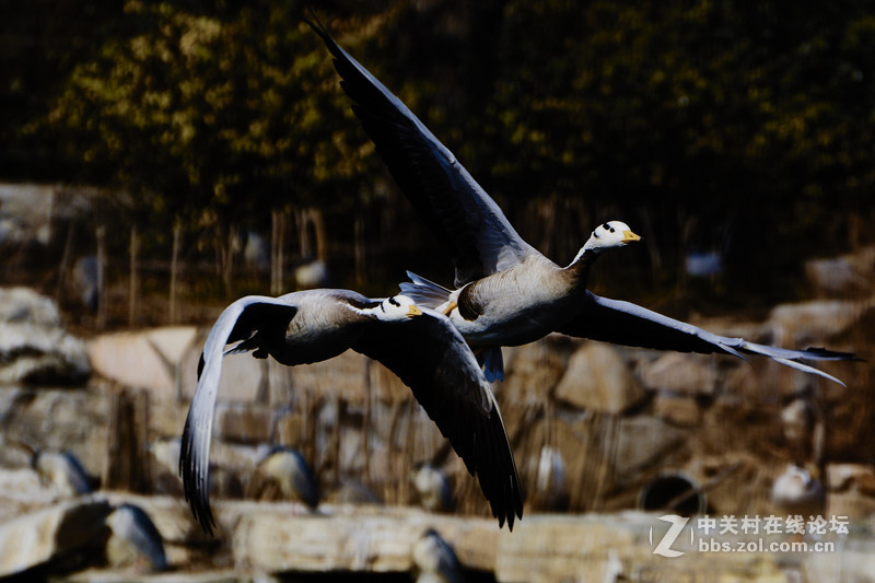 北京动物园水禽区的小鸟们