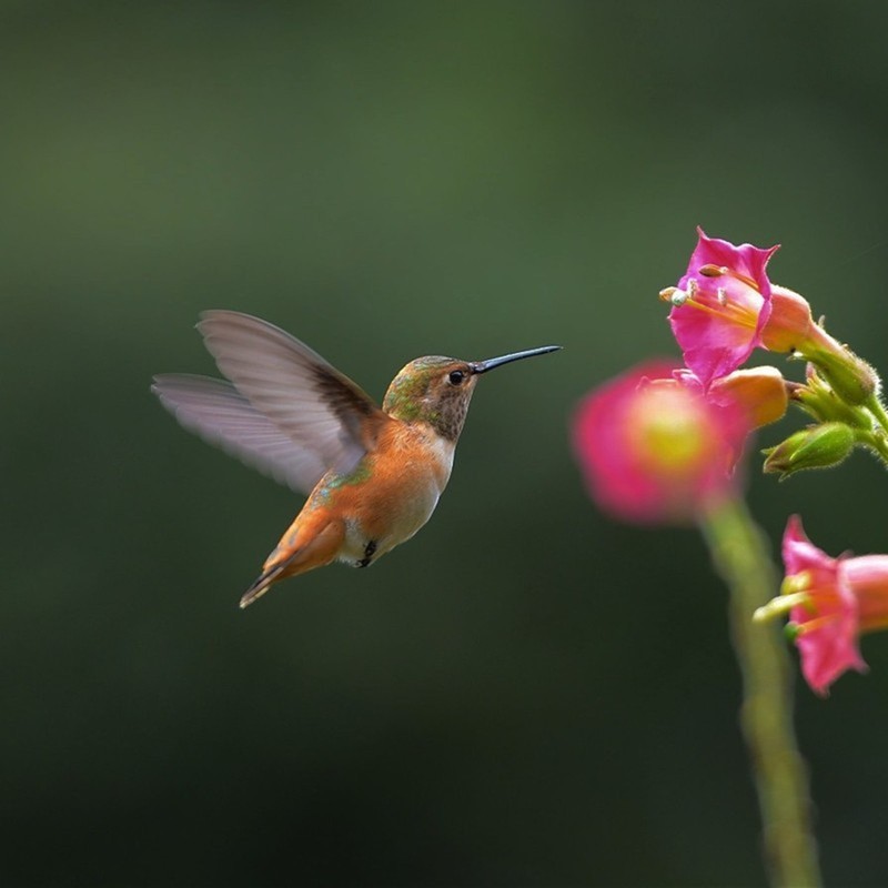 #版主坐堂#尼康D300S版块-----2015年8月精华作品汇总展示