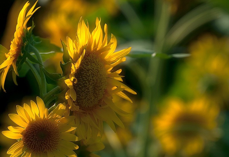 #版主坐堂#尼康D300S版块-----2015年8月精华作品汇总展示