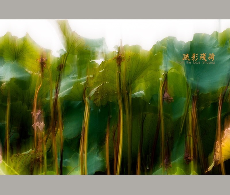 #版主坐堂#尼康D300S版块-----2015年8月精华作品汇总展示