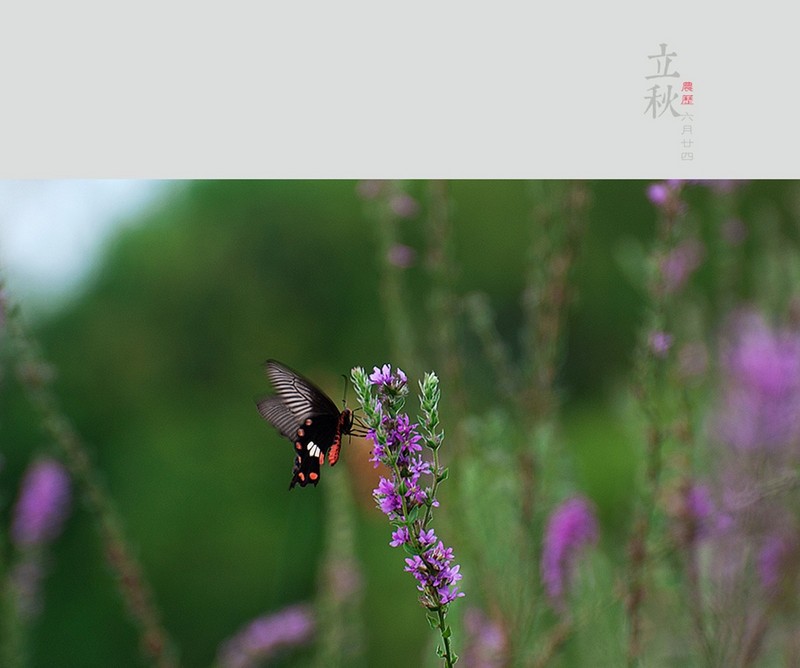 #版主坐堂#尼康D300S版块-----2015年8月精华作品汇总展示