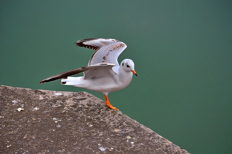 #版主坐堂#尼康D300S版块-----2015年8月精华作品汇总展示