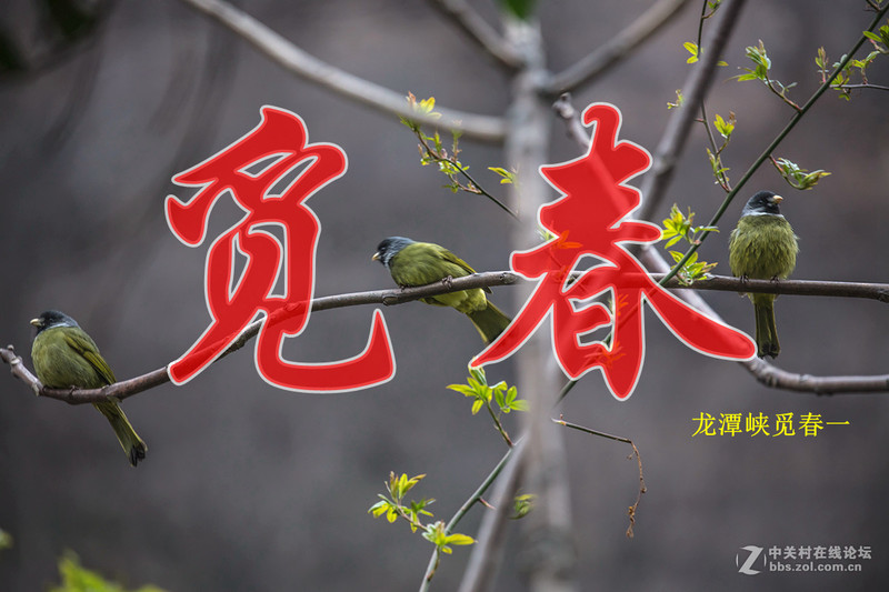 #ZOL月赛-三月风光无限好#? 龙潭大峡谷寻春（1）
